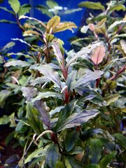 IMG_20181002_183850-min.jpg