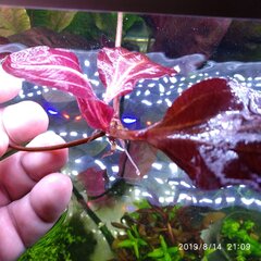 IMG_20190814_210928.jpg