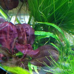 IMG_20191013_204617.jpg
