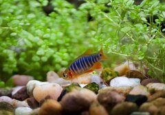 Danio-Erythromicron.jpg