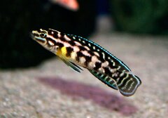 julidochromis-marlieri-magara-4.jpg
