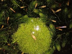 IMG_013.jpg