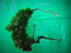 IMG_20200315_152815_419.jpg
