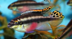 1499709630_pelmatokhromis_01.jpg