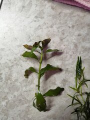 IMG_20200413_125747.jpg