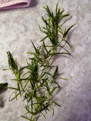 IMG_20200413_125752.jpg