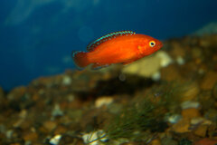 _MG_1599.CR2.jpg