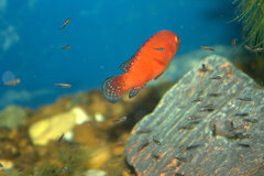 _MG_1603.CR2.jpg