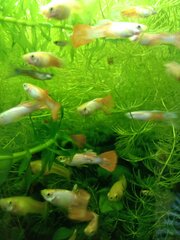IMG_20200426_182536.jpg