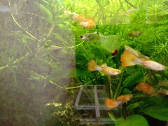 IMG_20200525_162755.jpg