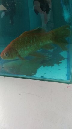 IMG_20201113_160806.jpg