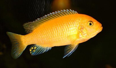Pseudotropheus_Red_Zebra_01.jpg
