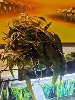 IMG_20210611_144549.jpg