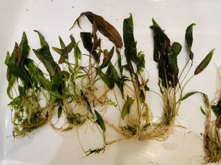 IMG_20210713_171004.jpg