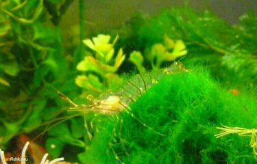 photo_editor_ds_1634702287334.thumb.jpg.d135ac12b59662986196d25d86848545.jpg