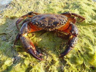 Eriphia_verrucosa_male_2009_G5.jpg.0da83c578cdea01e49cb332ff628f8c1.jpg