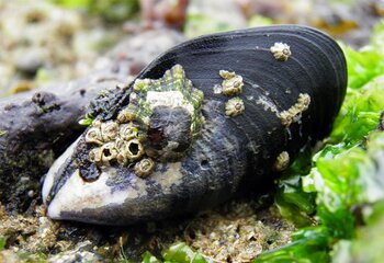 mytilus-galloprovincialis.jpg.005b484e89f5b118bb56d904e8a7ca25.jpg