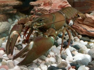 IMG_20190825_081156.jpg.90545a988654a6c6e95f2e9c5986ce04.jpg