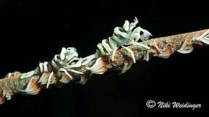 photo_editor_ds_1636491715107.jpg