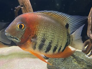 IMG_1963.jpeg