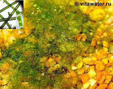 Нитчатка на грунте и она же под микроскопом Нитчатка на грунте и она же под микроскопом